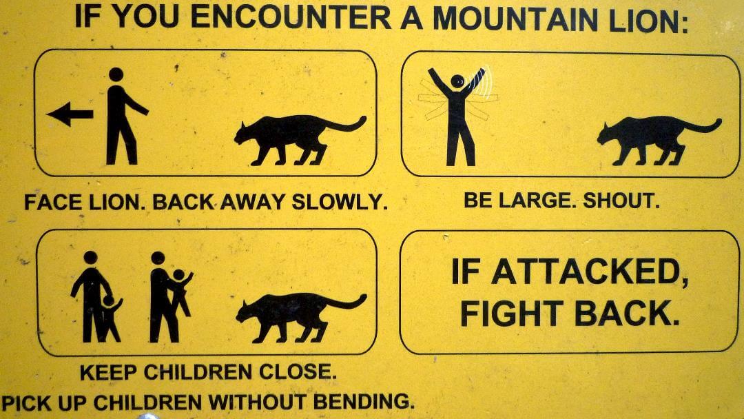 Camp Safety: Mountain Lions