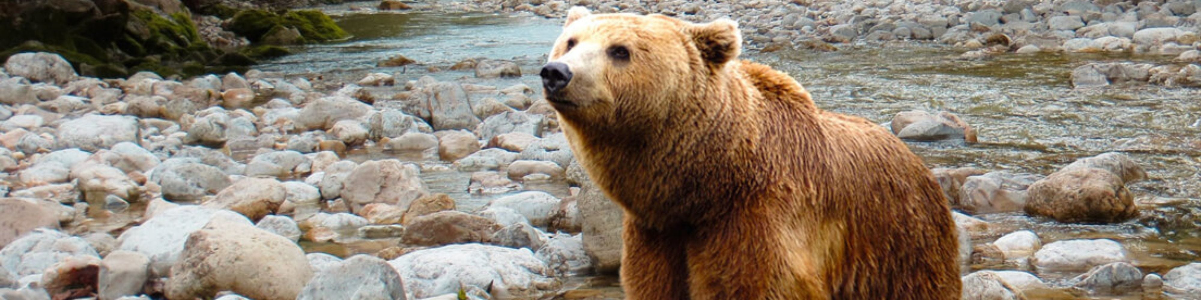 Camp Safety: Bears