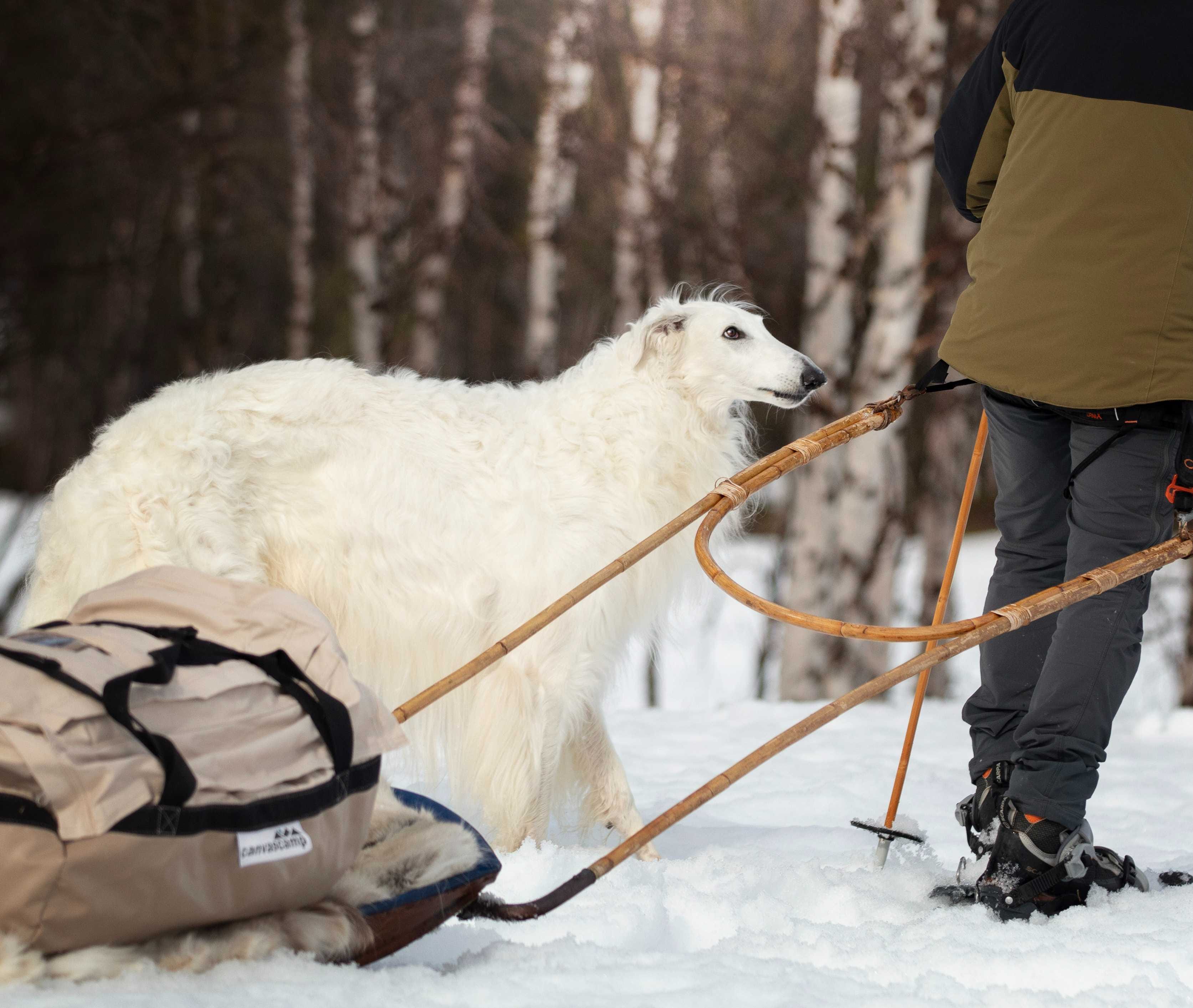 person snowshoeing with their dog dragging a sled of gear person snowshoeing with their dog dragging a sled of gear