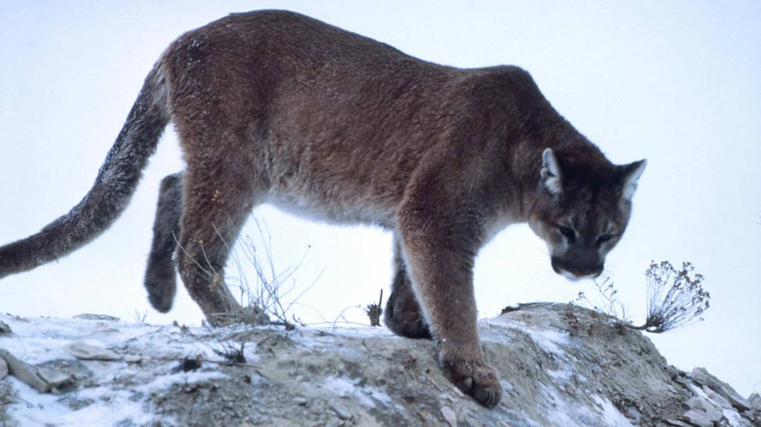 Mountain Lion Cougar