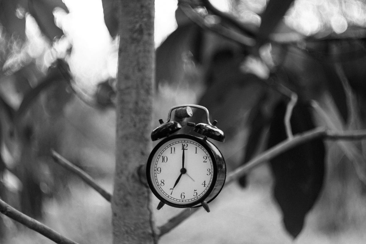 alarm clock in a tree alarm clock in a tree